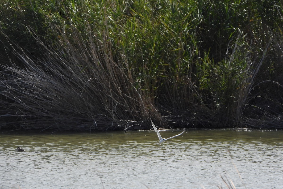 Forster's Tern - ML614868060