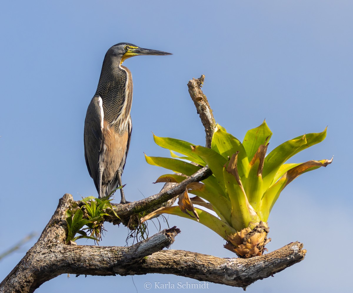 Bare-throated Tiger-Heron - ML614868074