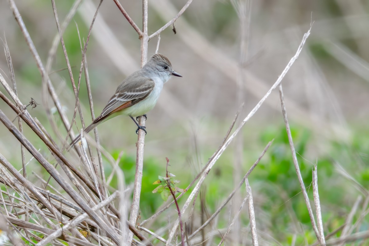 Ash-throated Flycatcher - Gary Stone