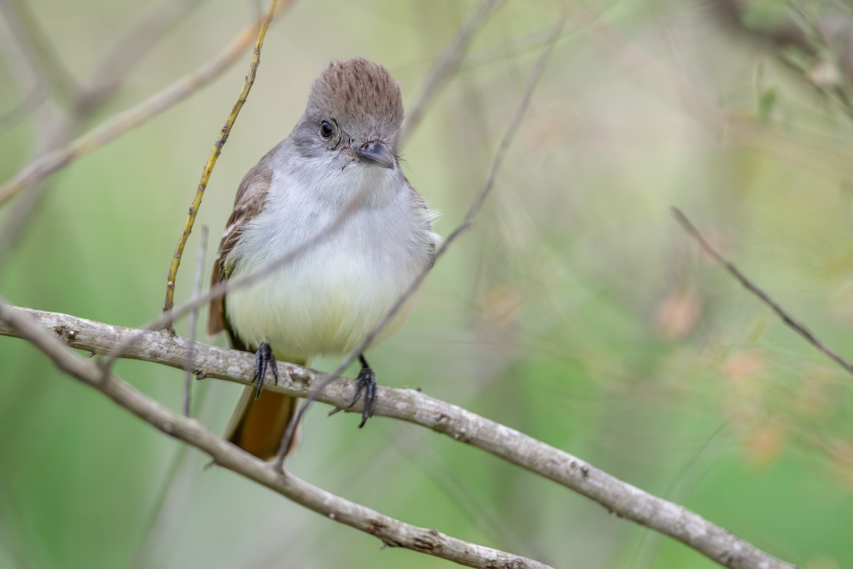 Ash-throated Flycatcher - Gary Stone