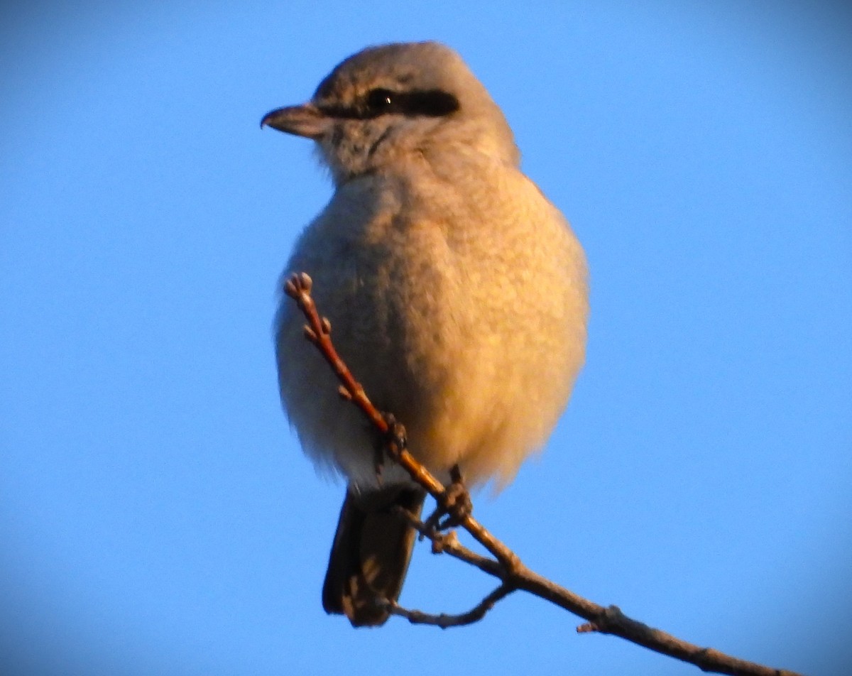 Northern Shrike - Walt Lutz