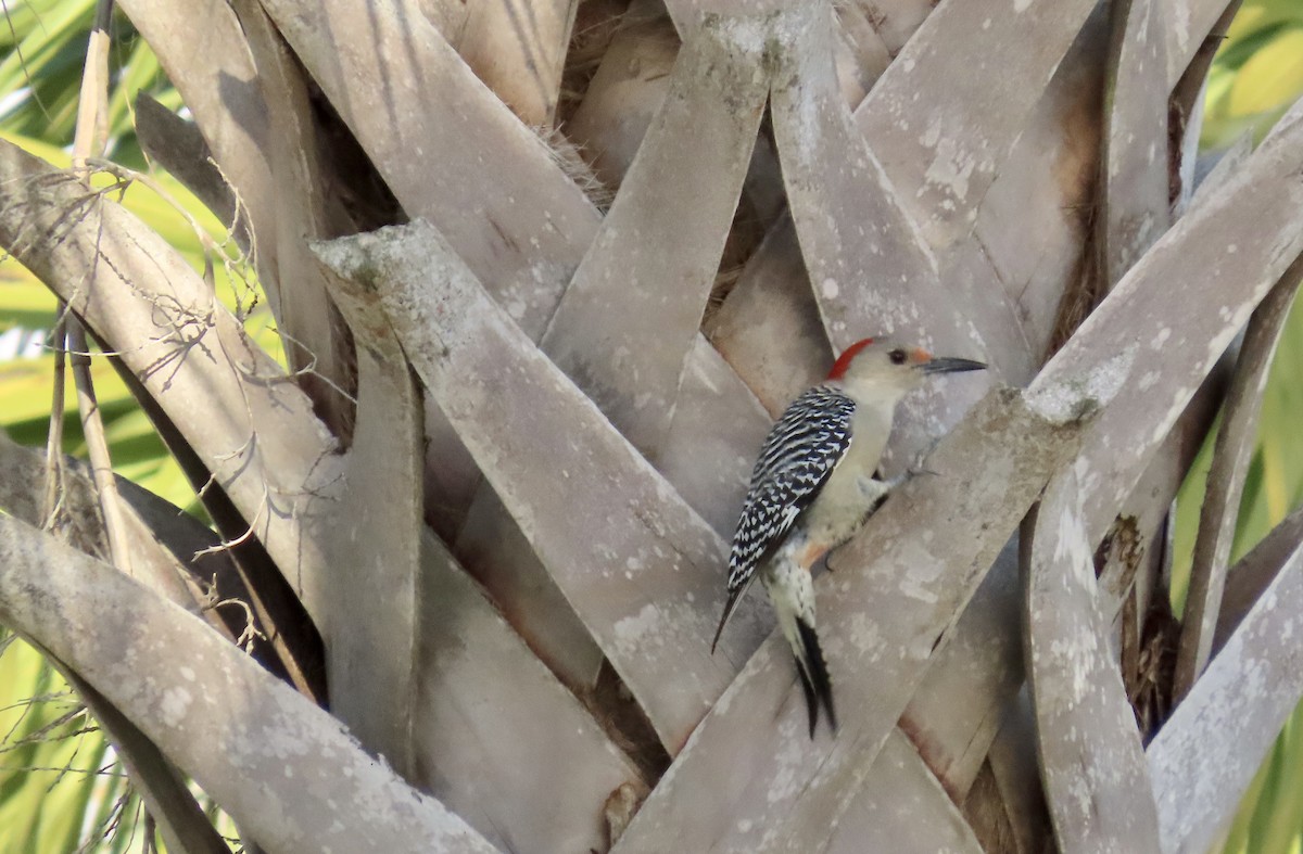Red-bellied Woodpecker - ML614868273