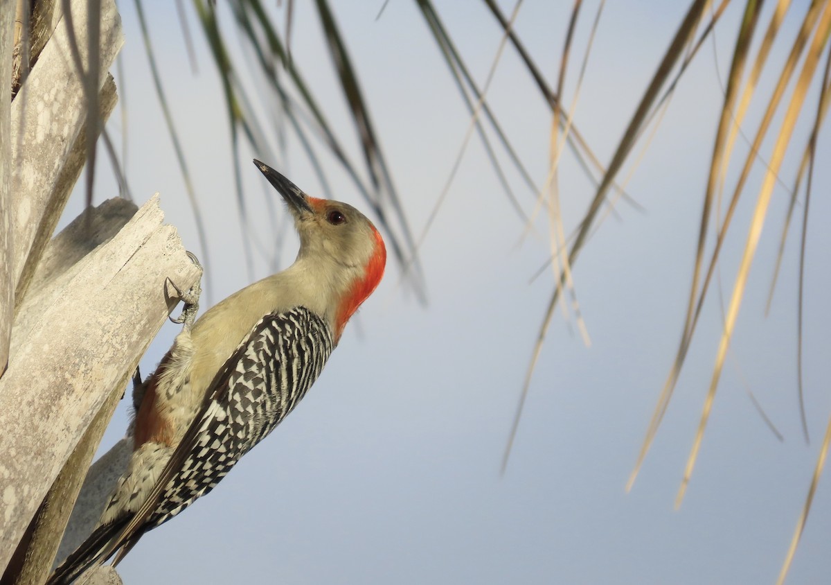Red-bellied Woodpecker - ML614868274