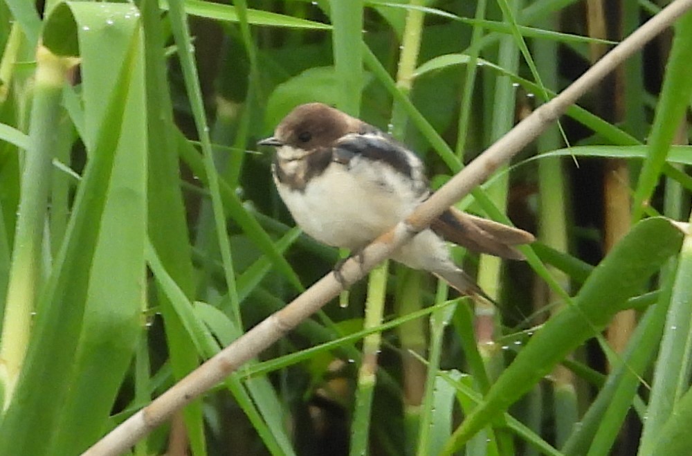 Gray-rumped Swallow - ML614868288