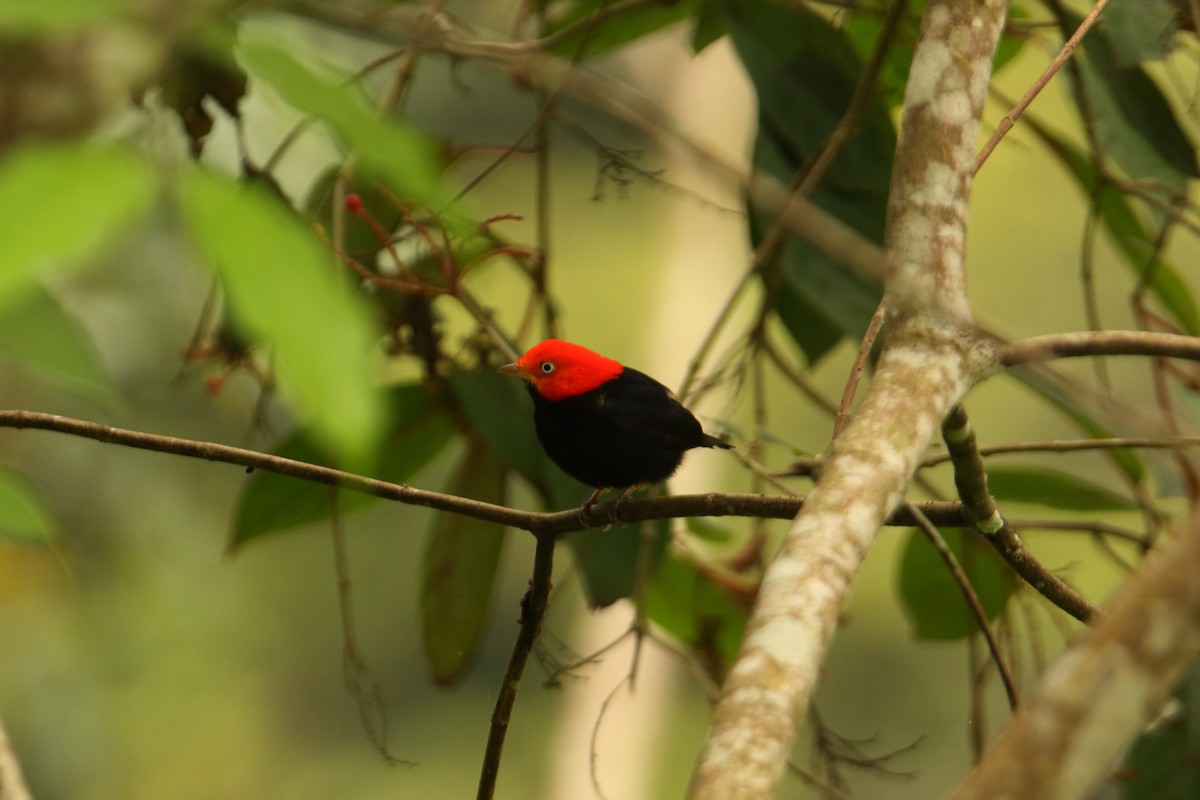Red-capped Manakin - ML614868306
