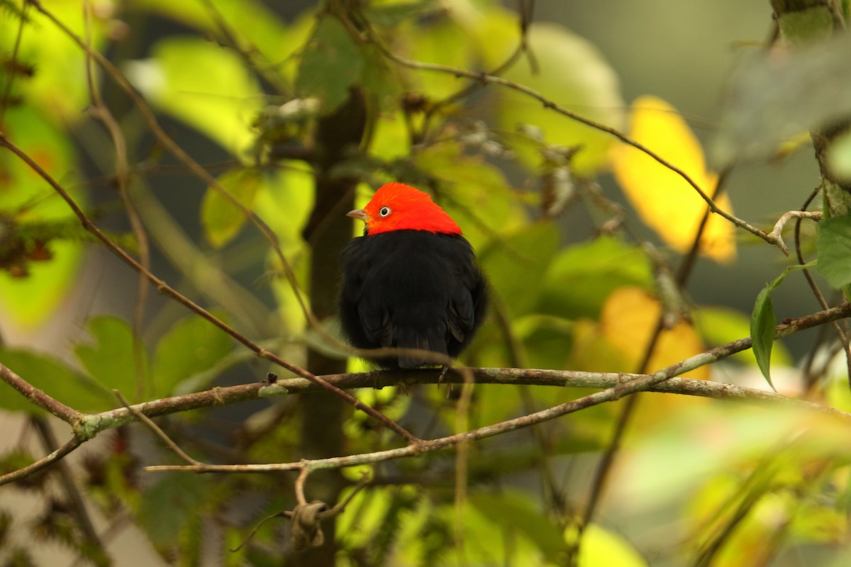 Red-capped Manakin - ML614868307