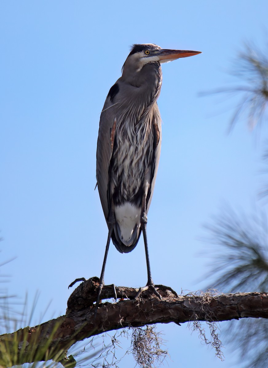 Great Blue Heron - Elizabeth Winter