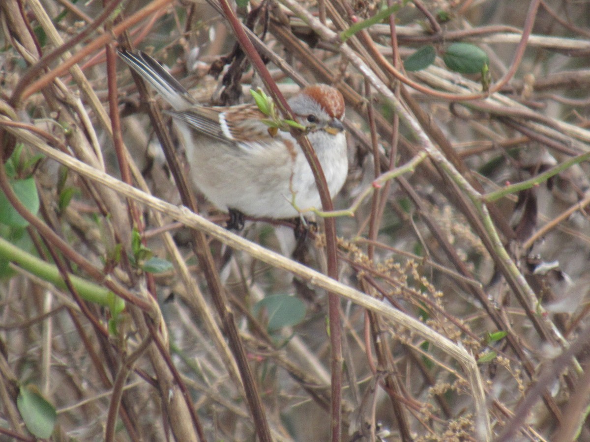 American Tree Sparrow - ML614868314