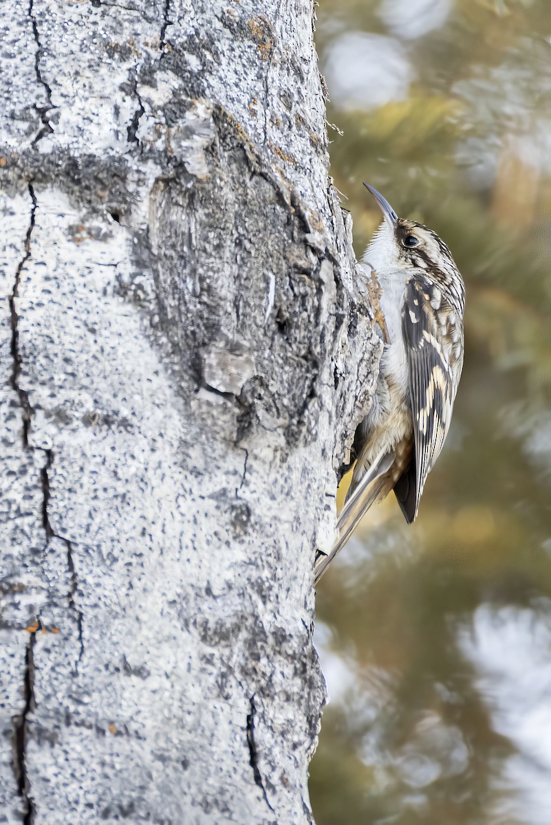 Brown Creeper - ML614868351