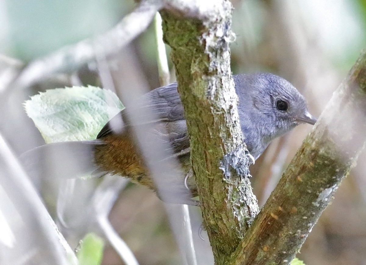 Perija Tapaculo - ML614868383