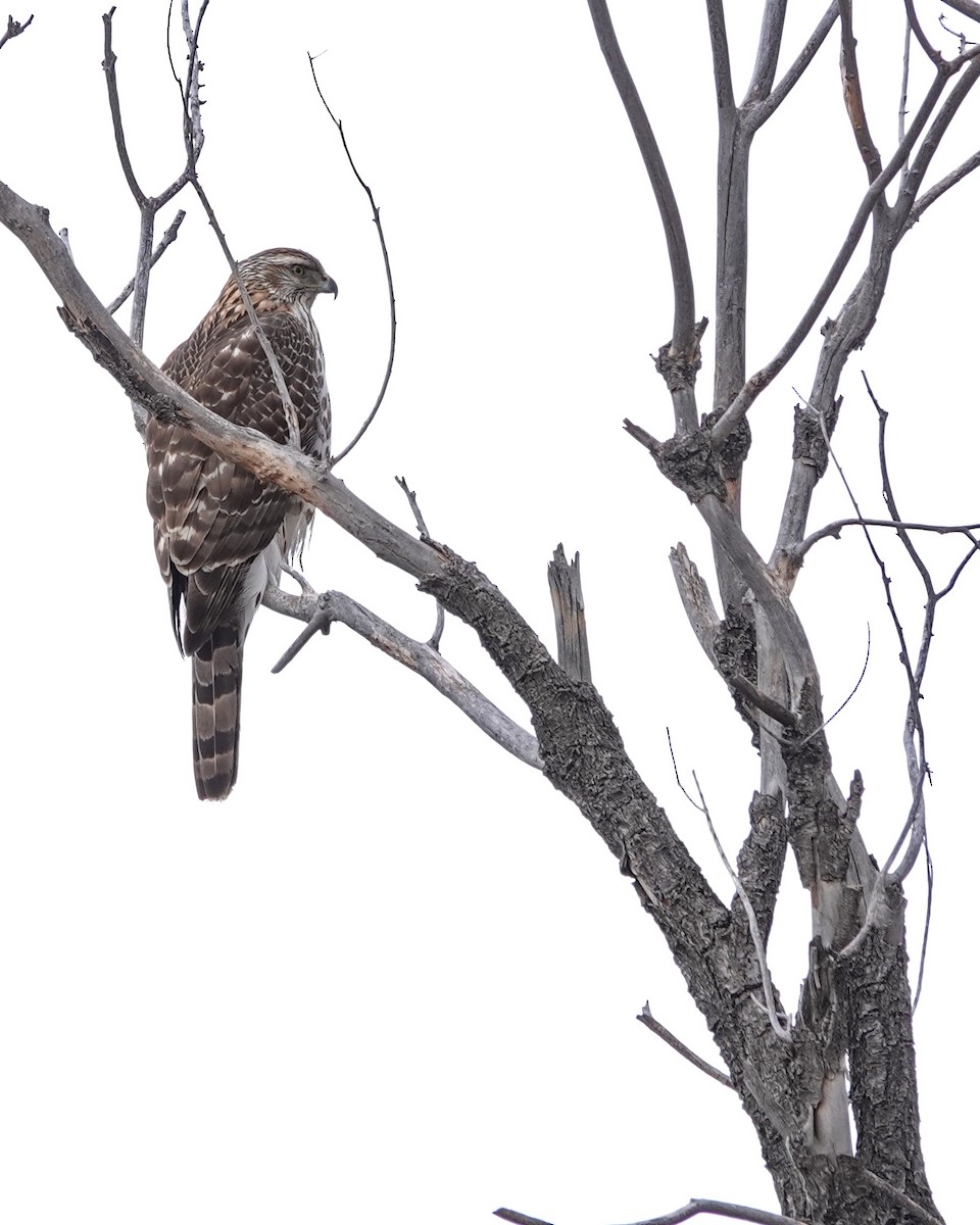 American Goshawk - ML614868449