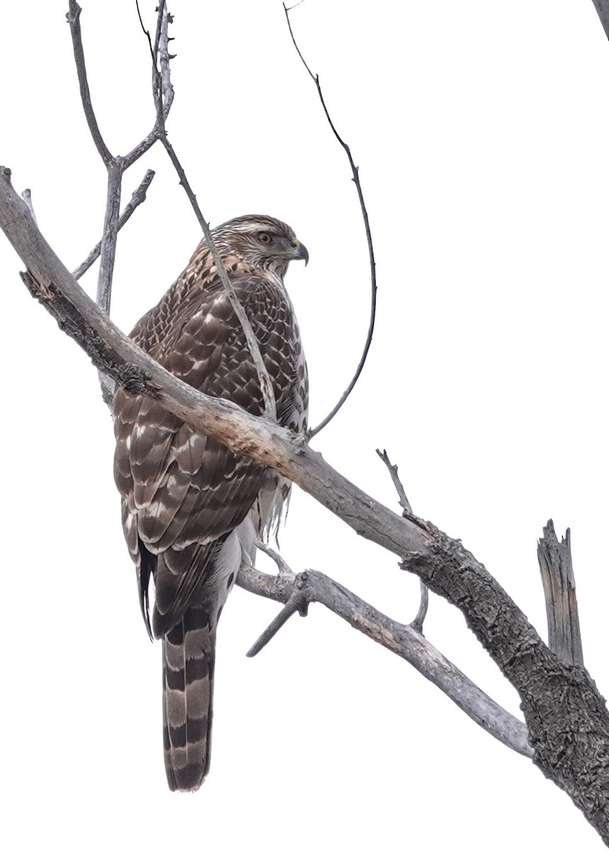 American Goshawk - ML614868455