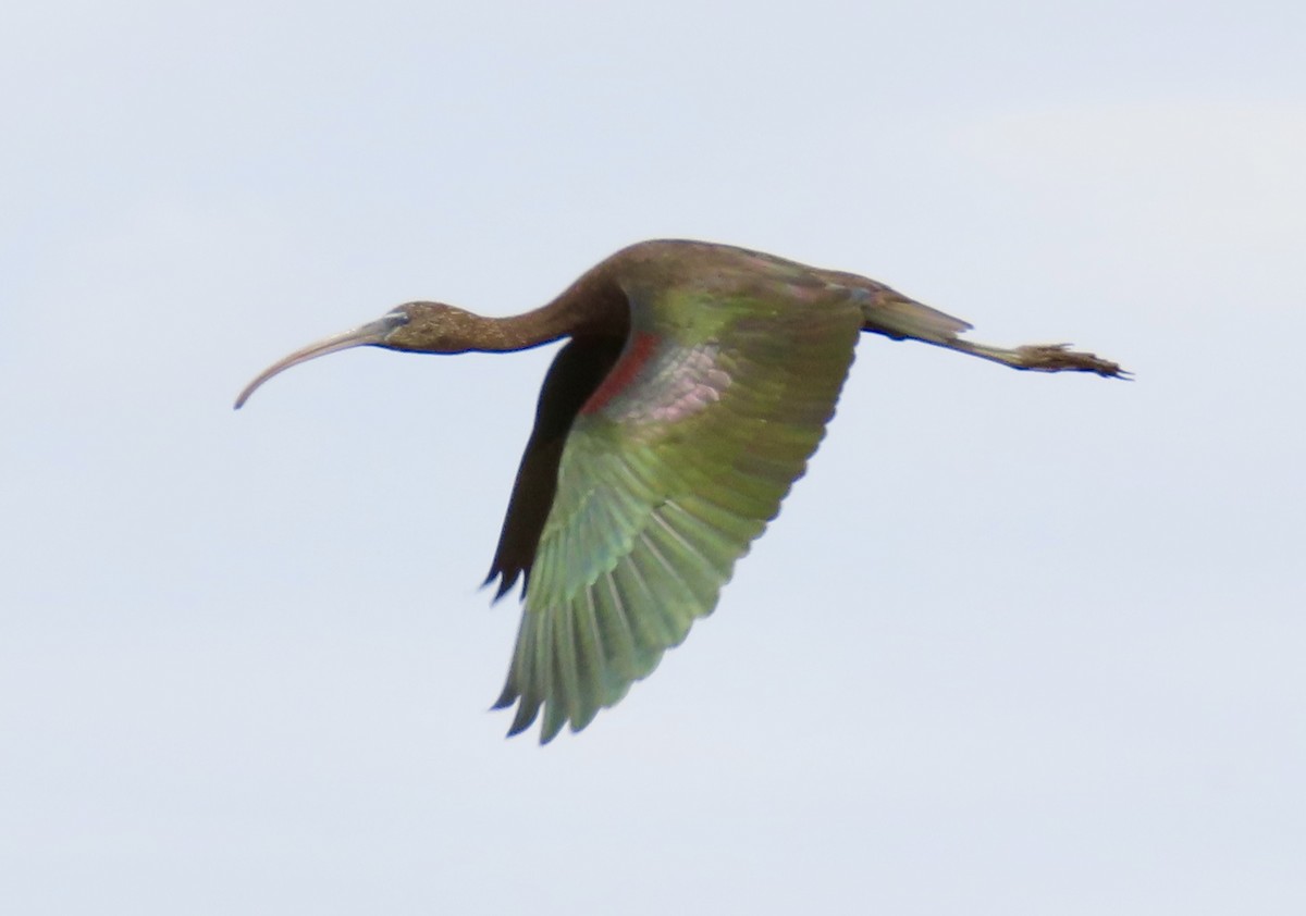 ibis hnědý - ML614868472