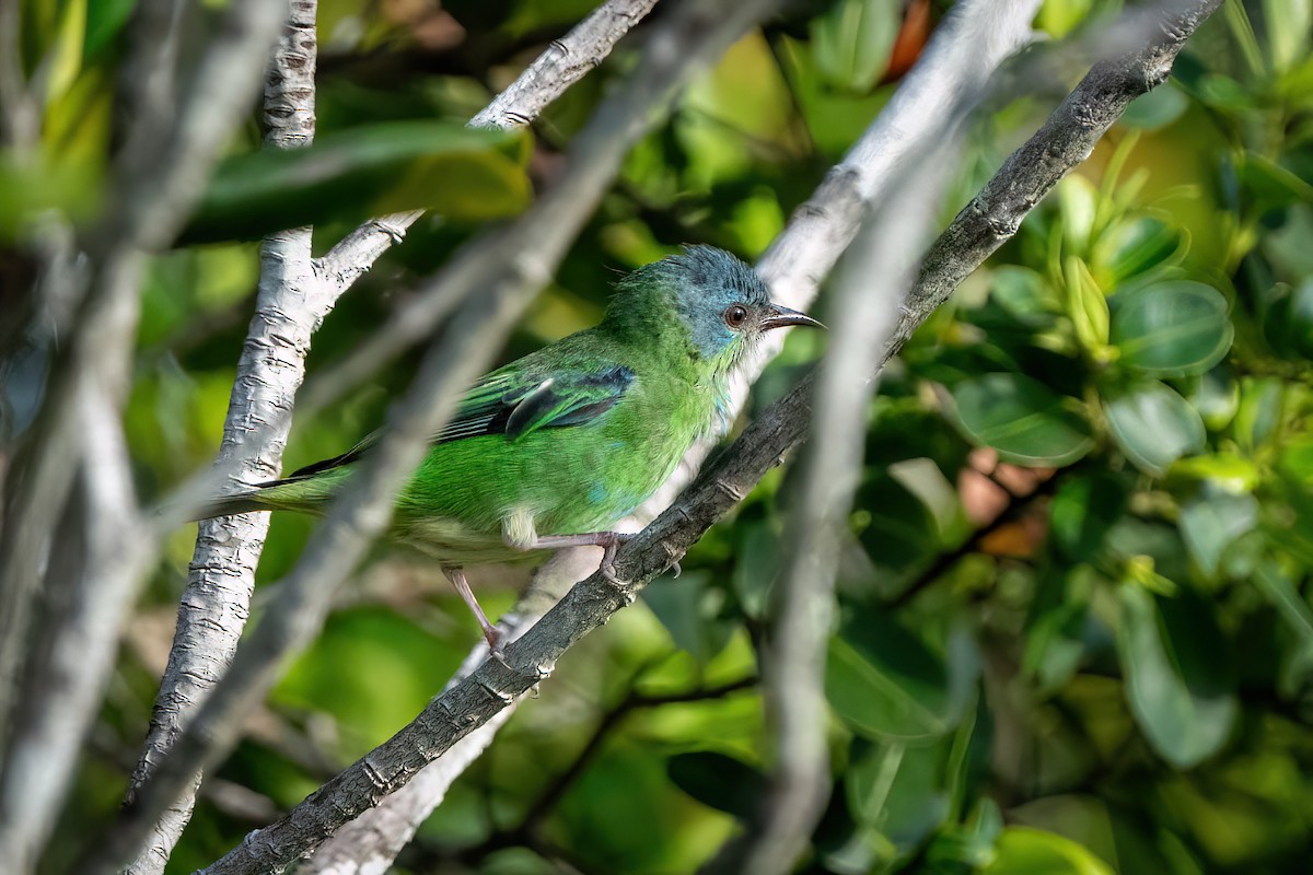 Blue Dacnis - ML614868478