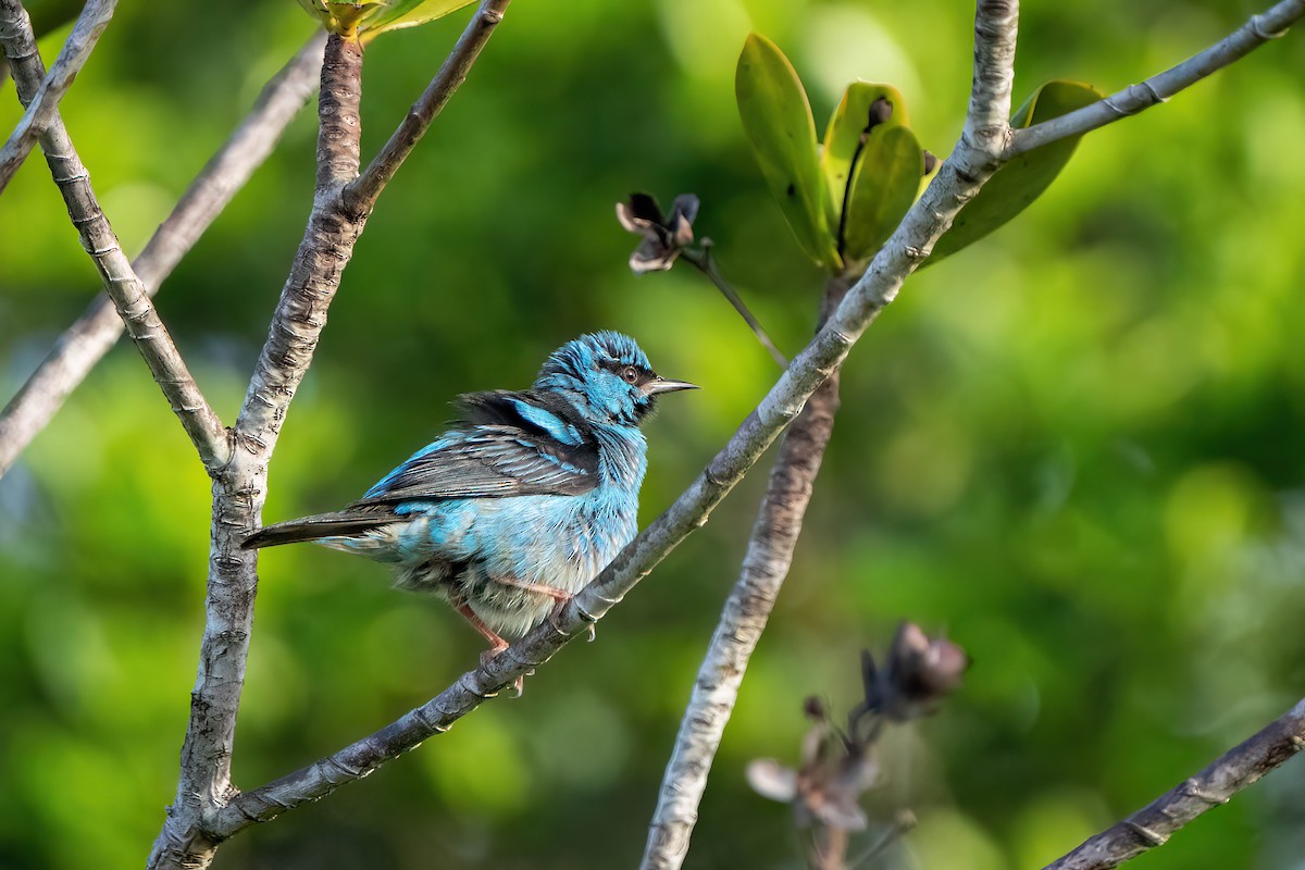 Blue Dacnis - ML614868480