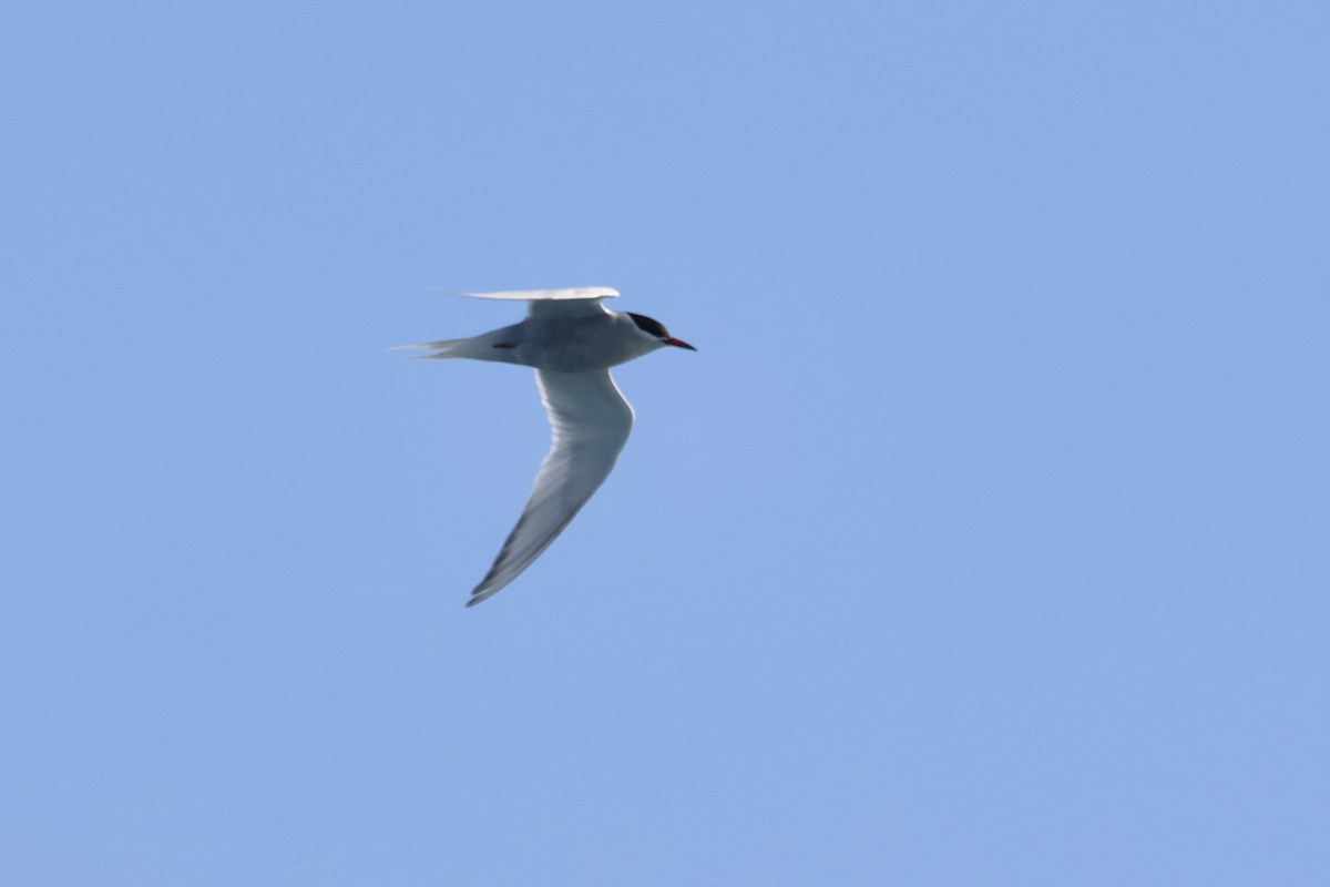 Antarctic Tern - ML614868608