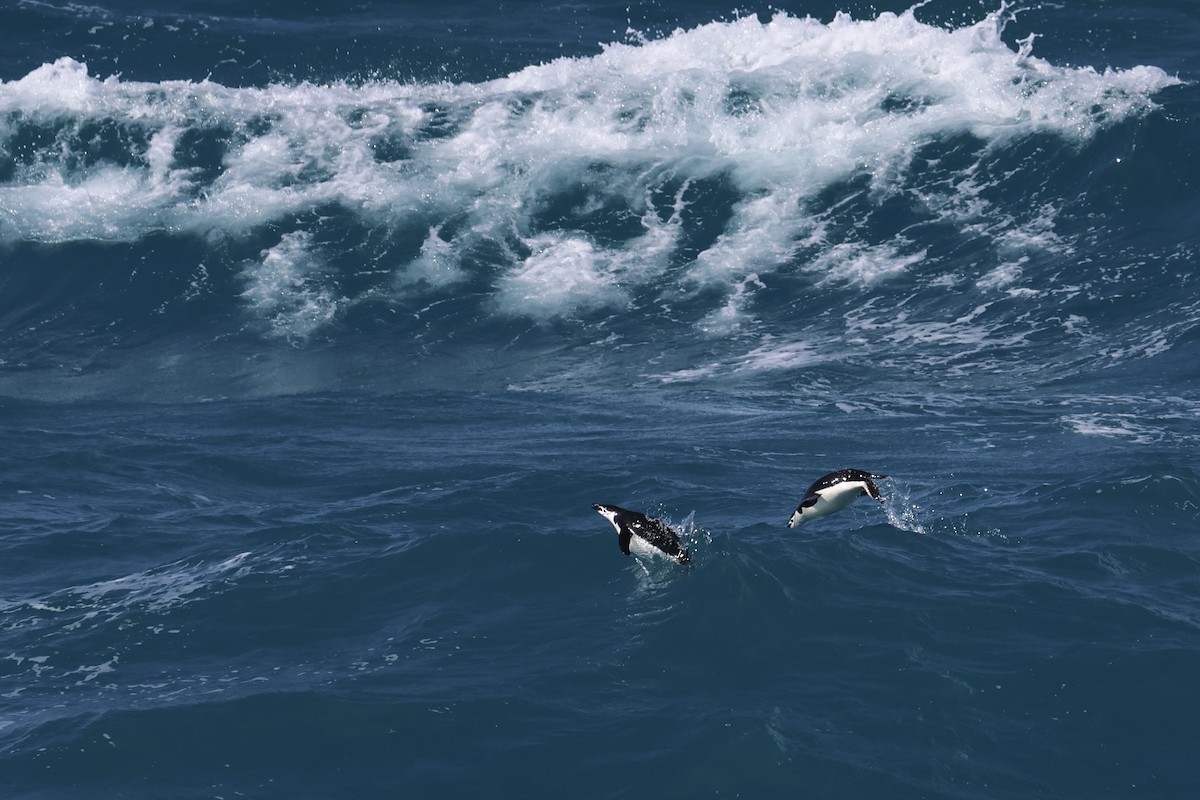 Chinstrap Penguin - Marie Rust