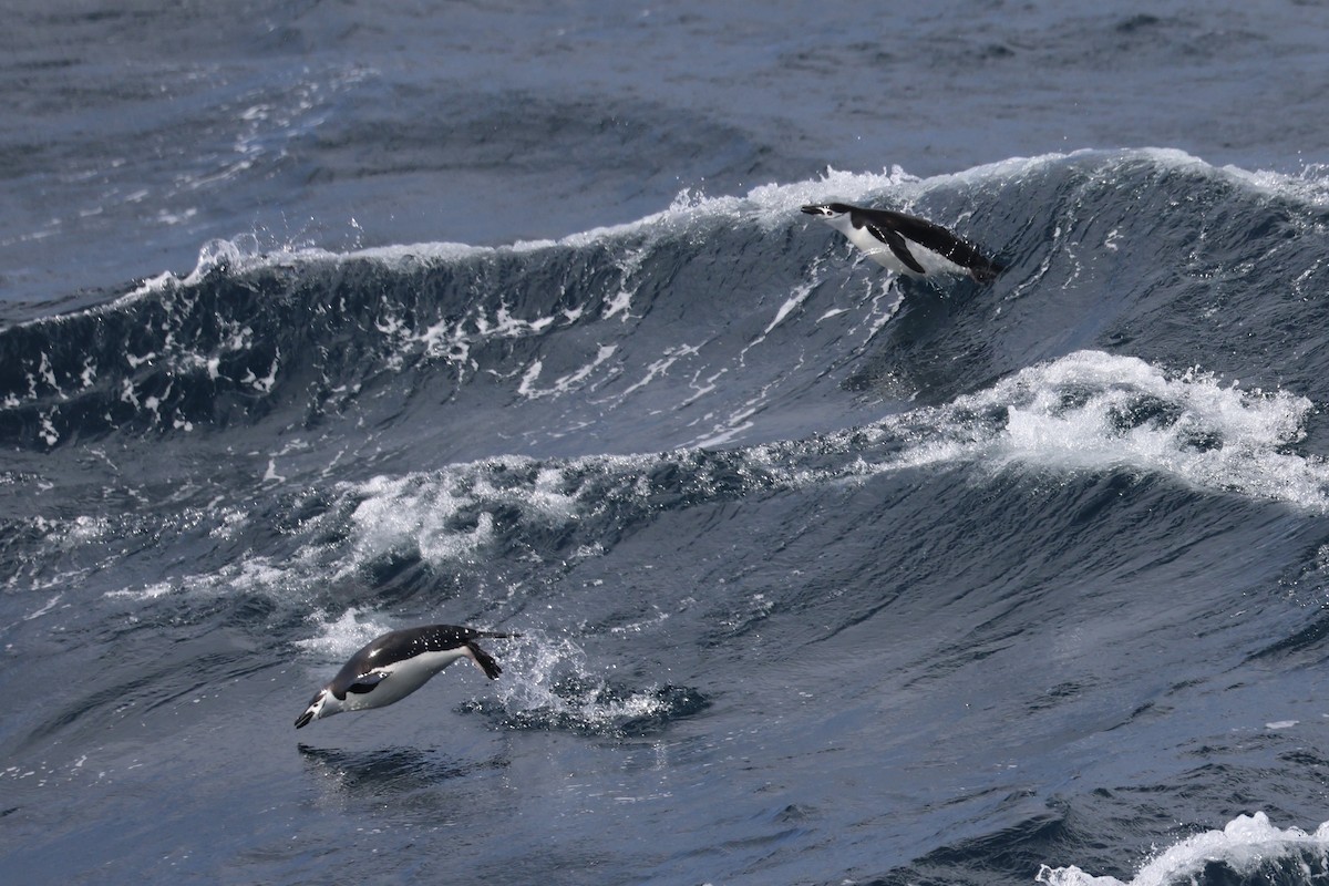 Chinstrap Penguin - Marie Rust