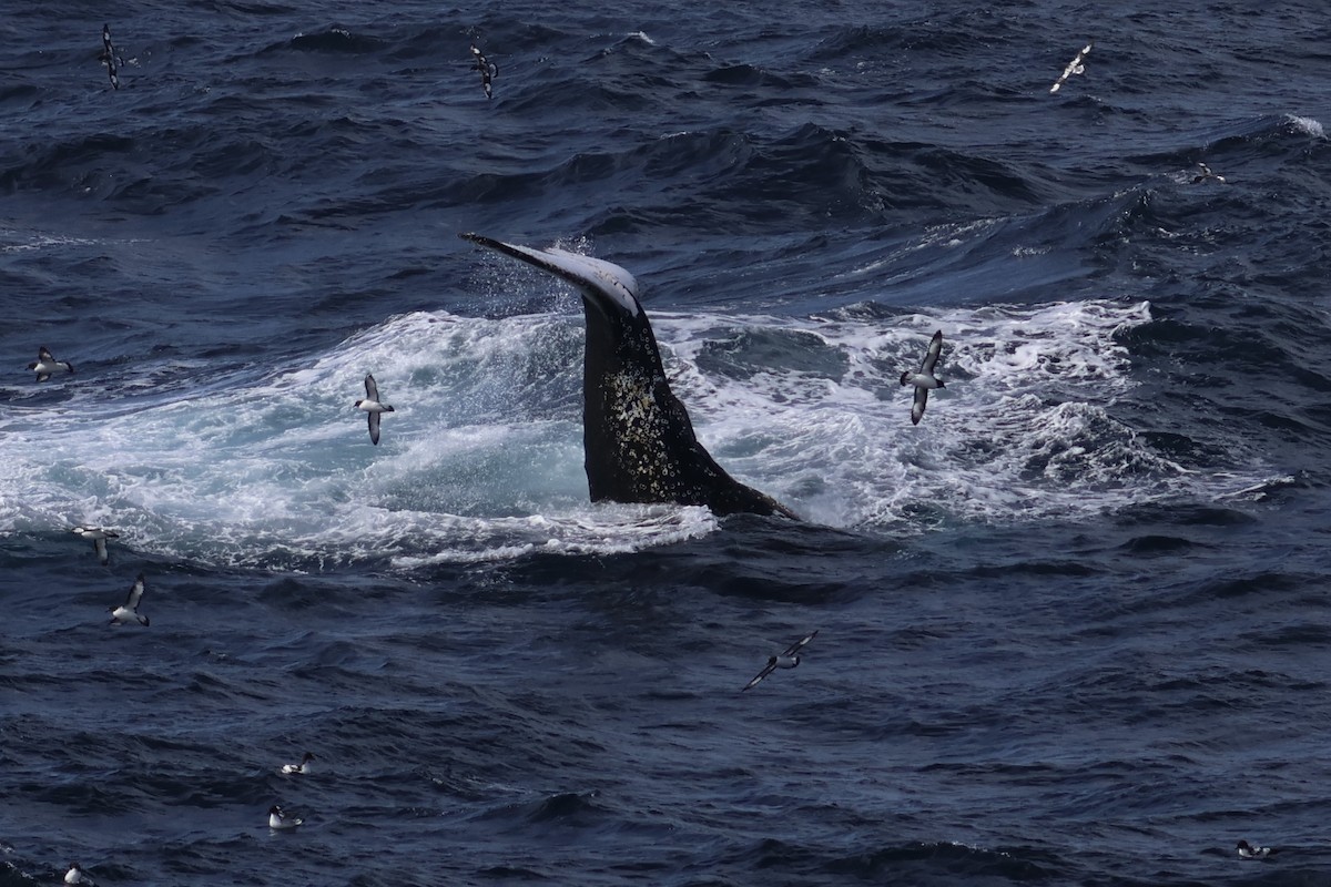 Cape Petrel - ML614868645