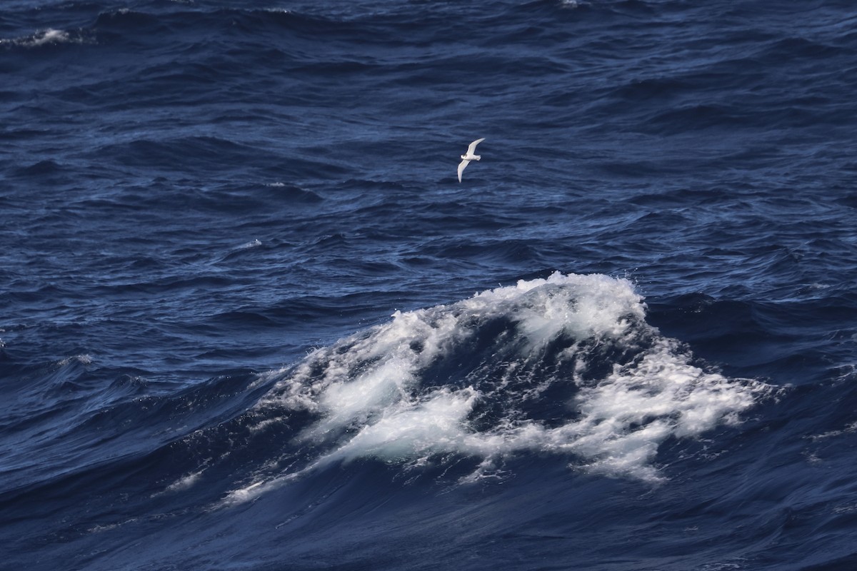 Prion bleu - ML614868650