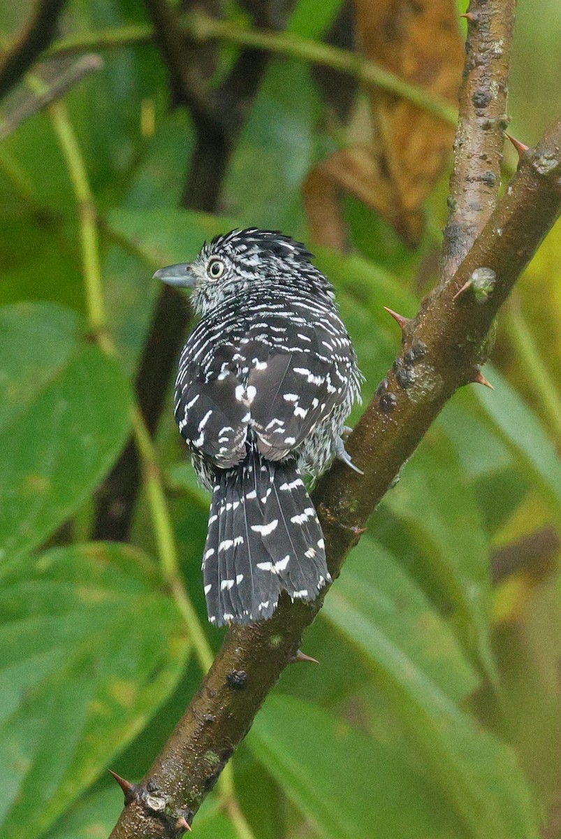 Bindenameisenwürger - ML614868684