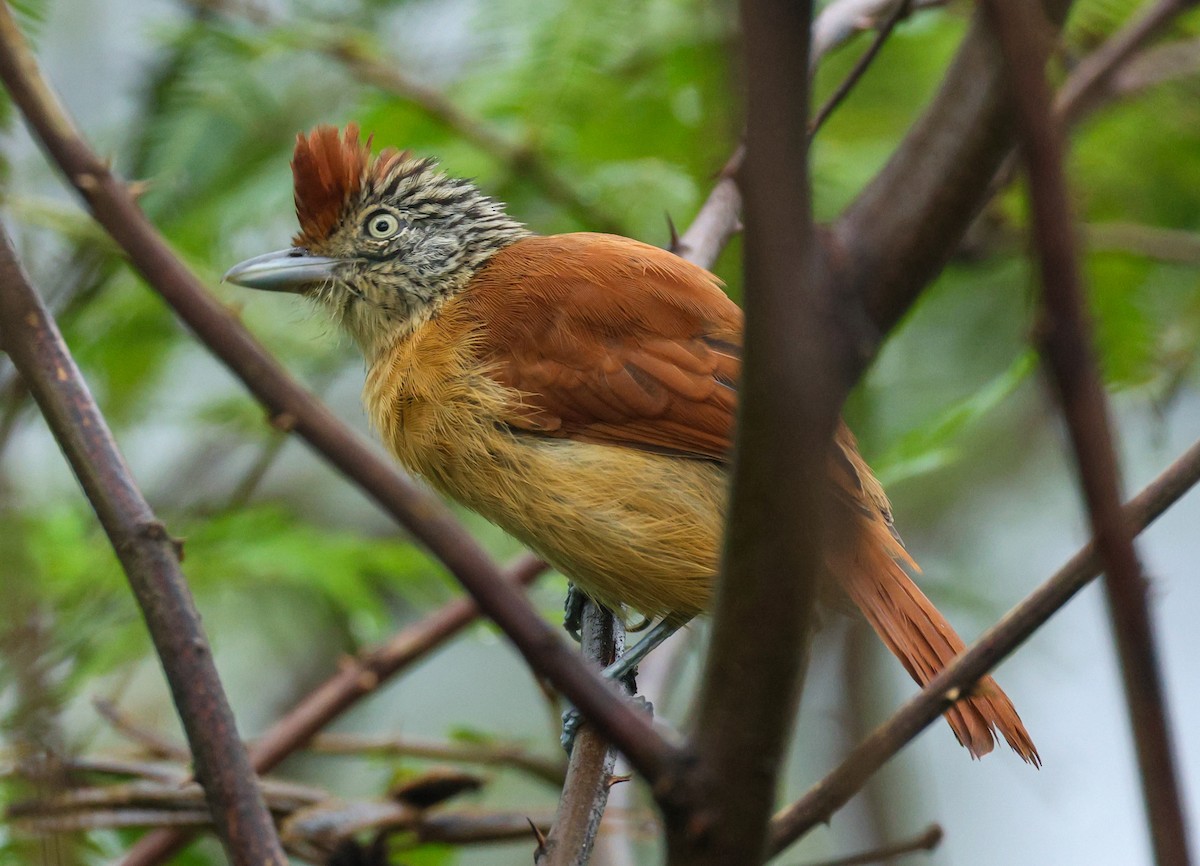 Bindenameisenwürger - ML614868685