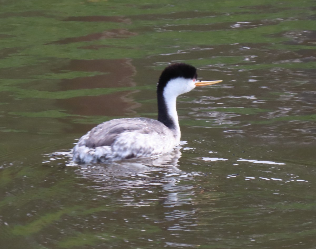 Clark's Grebe - ML614868692