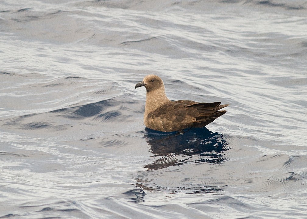 South Polar Skua - ML614868720