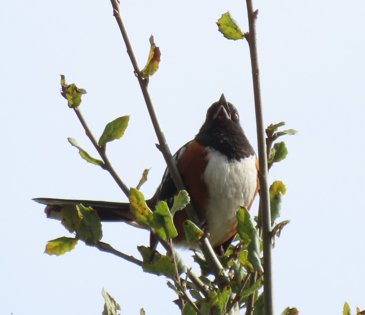 Spotted Towhee - Ketury Stein