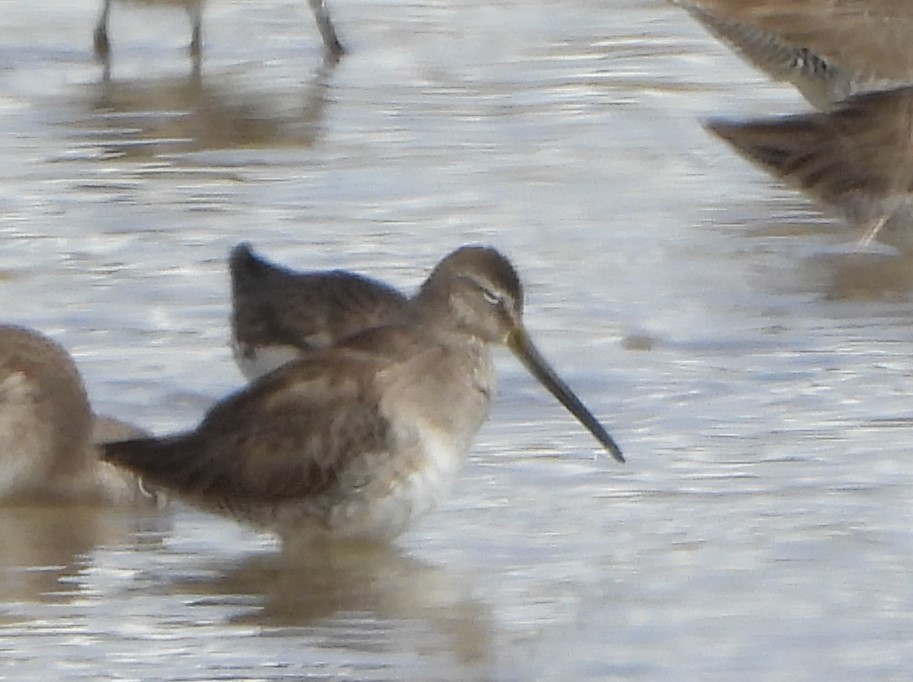 Long-billed Dowitcher - ML614868883