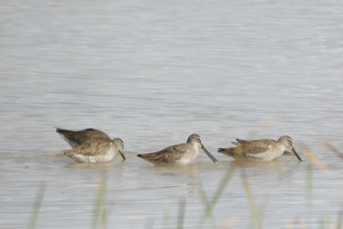 Long-billed Dowitcher - ML614868884