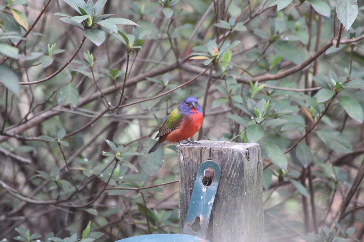 Painted Bunting - ML614868921