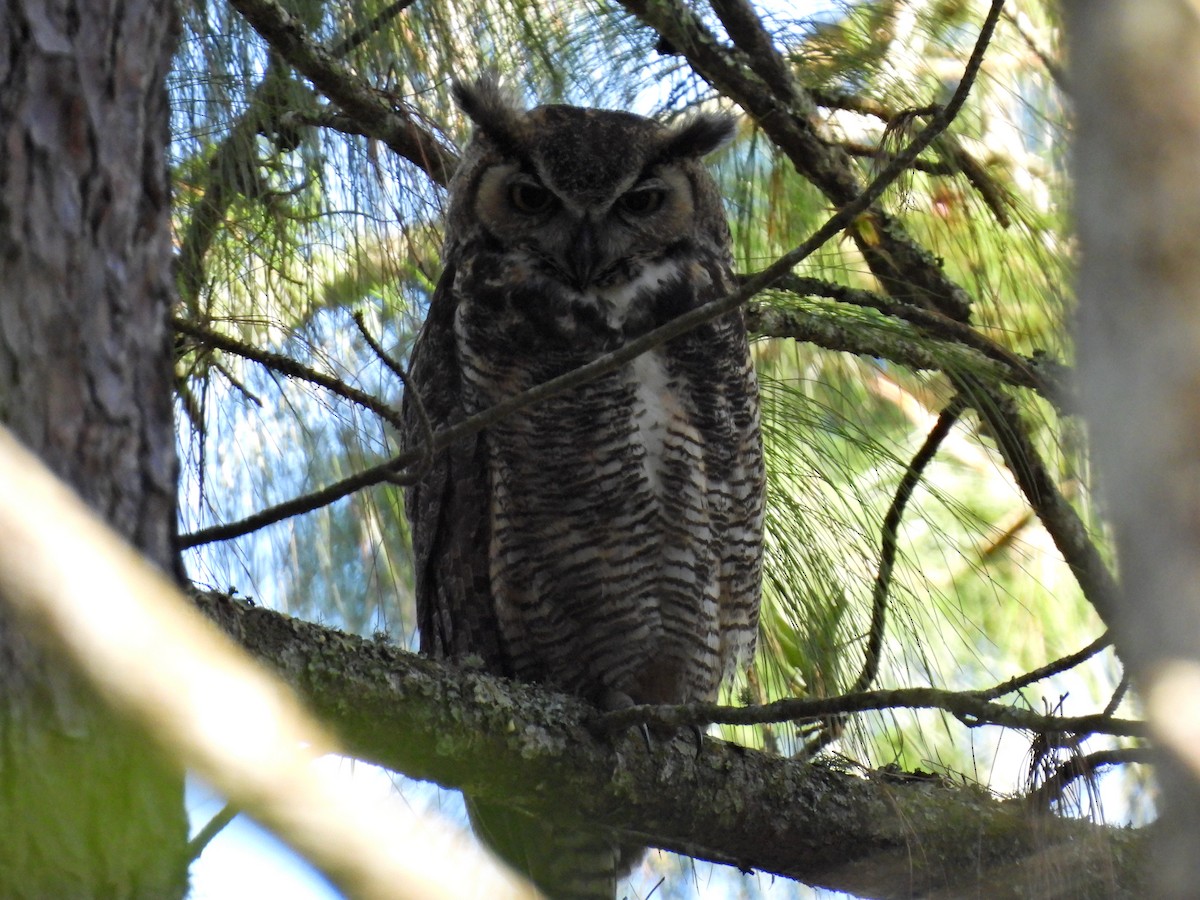 Great Horned Owl - ML614868956