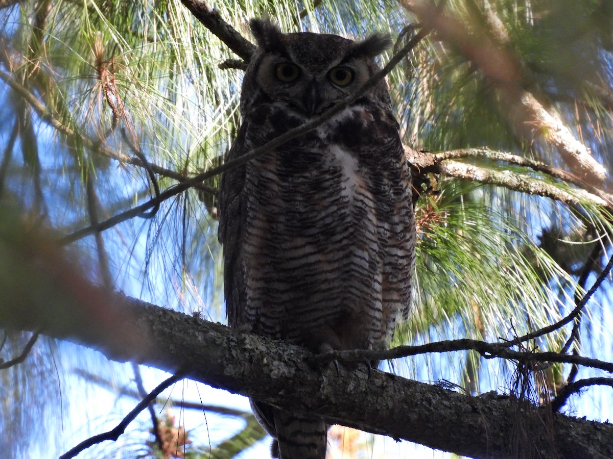 Great Horned Owl - ML614868957