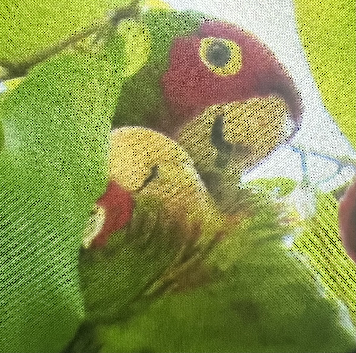 Conure à tête rouge - ML614868965