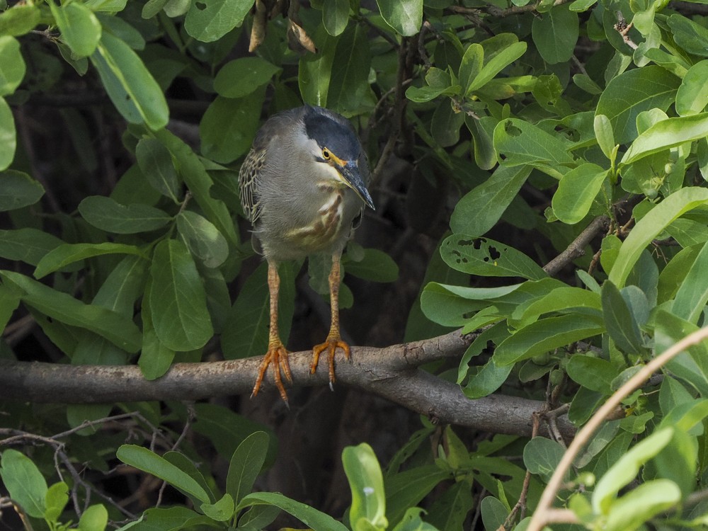 Striated Heron - ML614869060