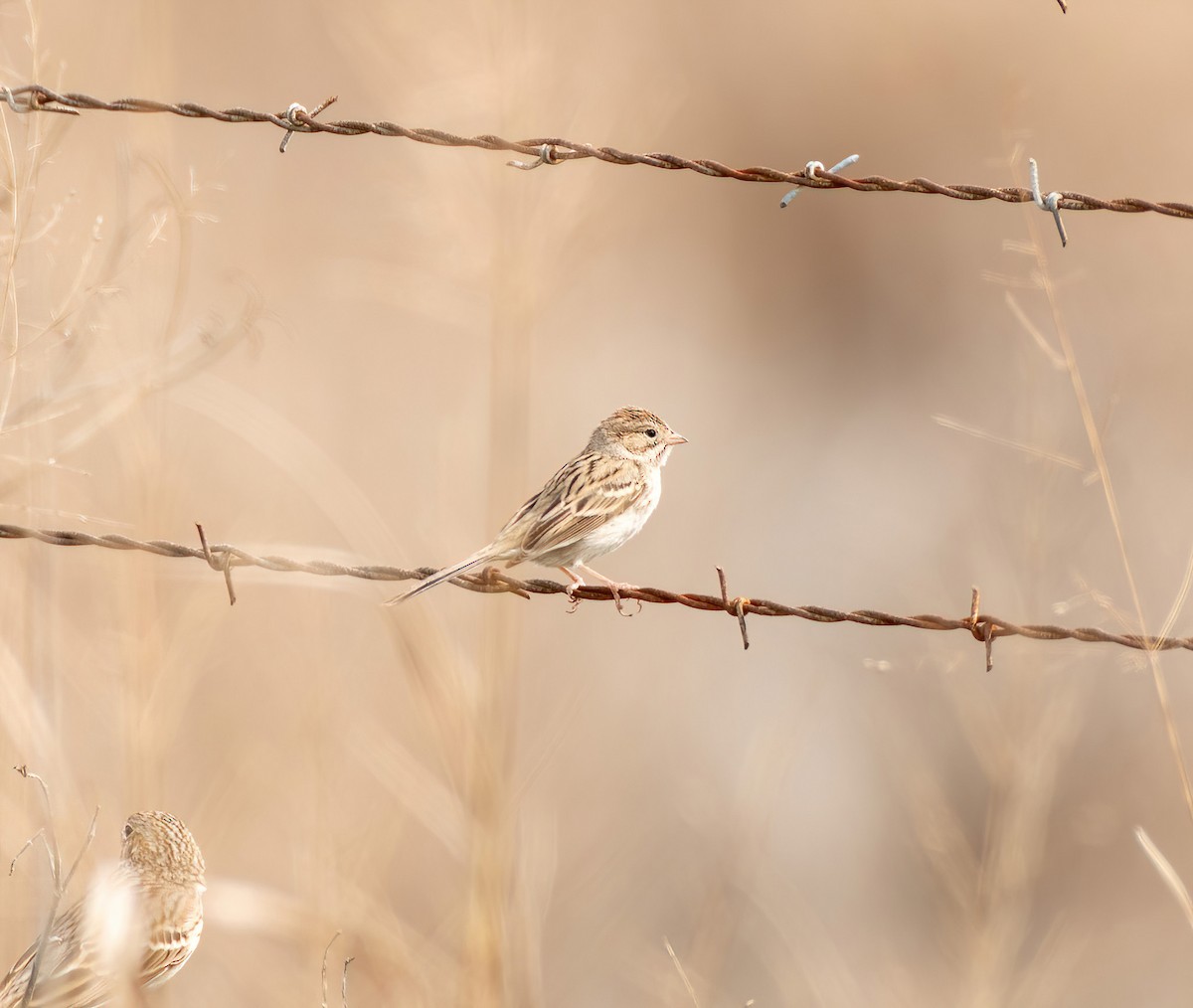 Brewer's Sparrow - Charlie Plimpton