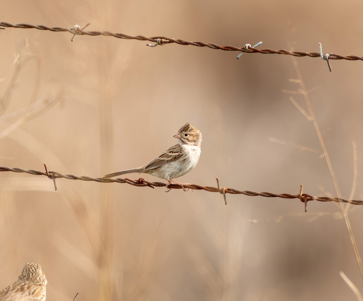 Brewer's Sparrow - ML614869088