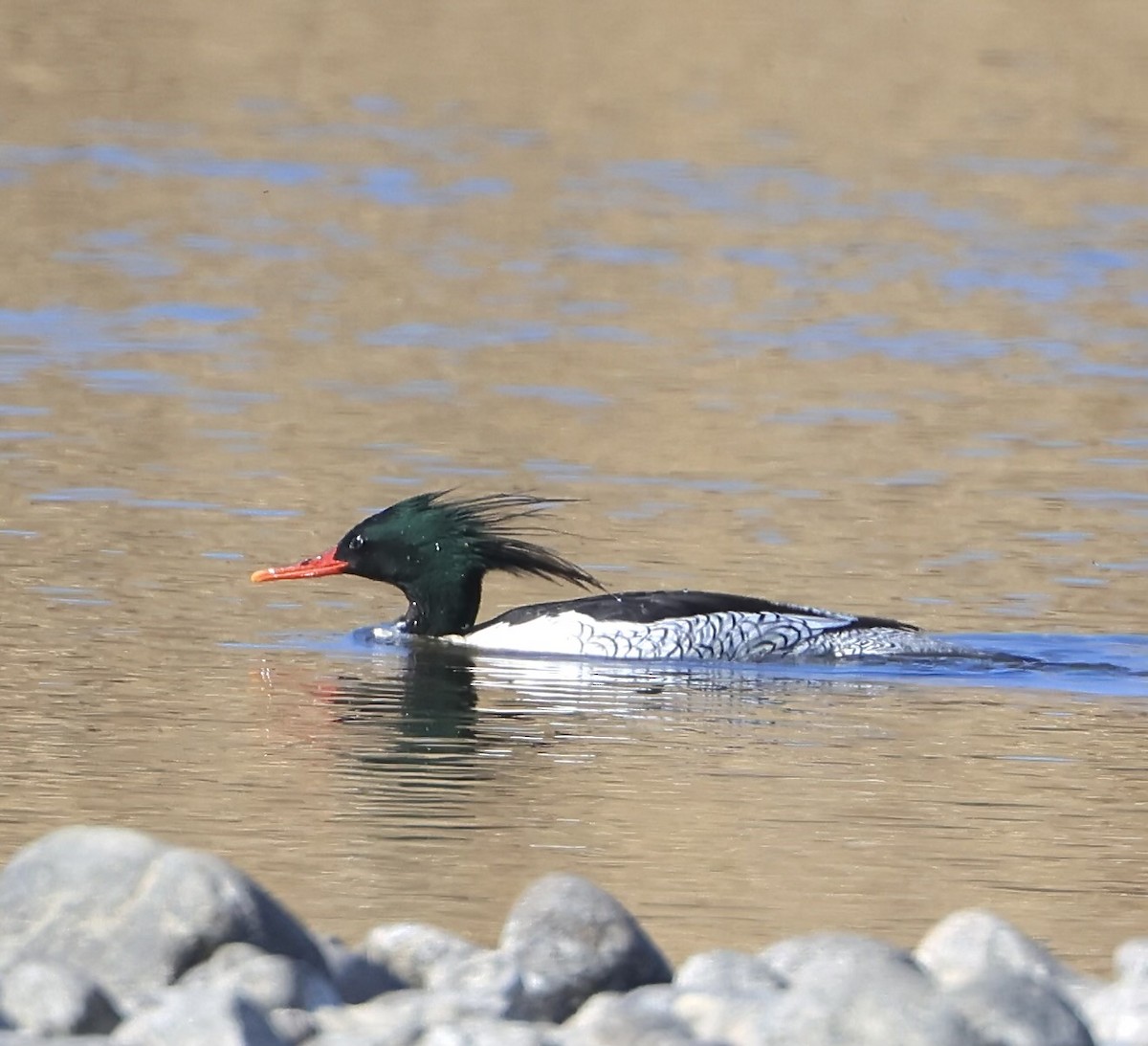 Scaly-sided Merganser - ML614869093