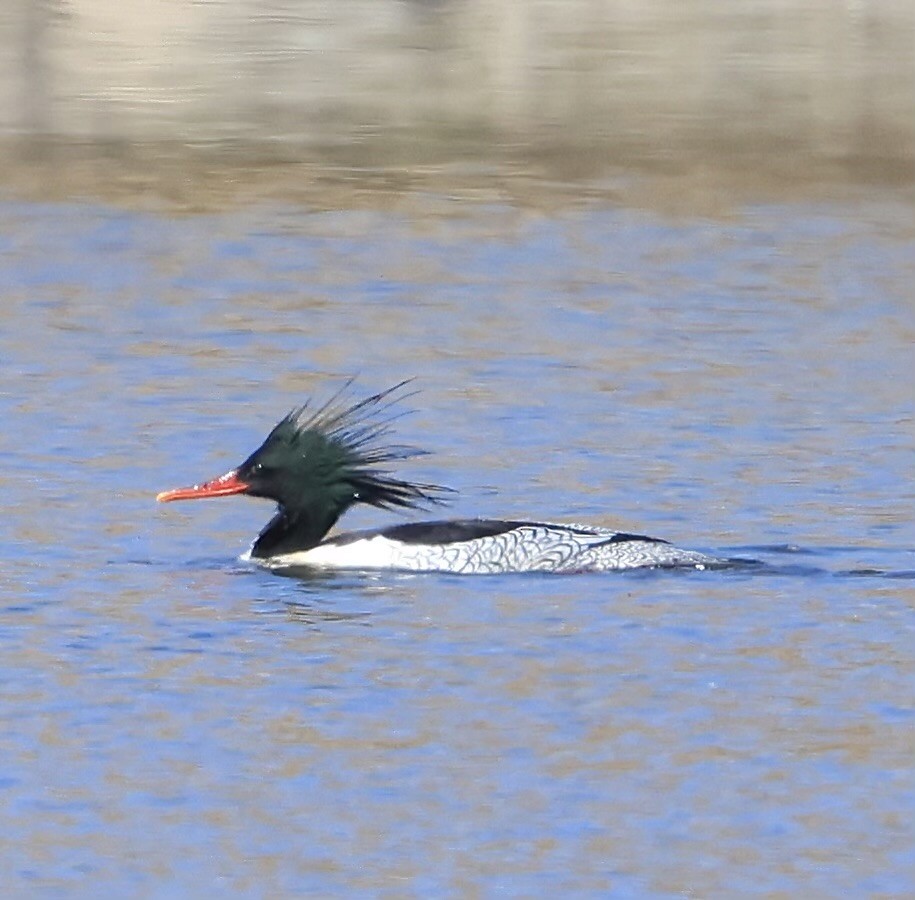 Scaly-sided Merganser - ML614869094
