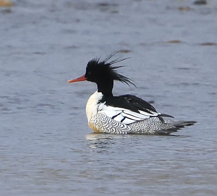 Scaly-sided Merganser - ML614869095