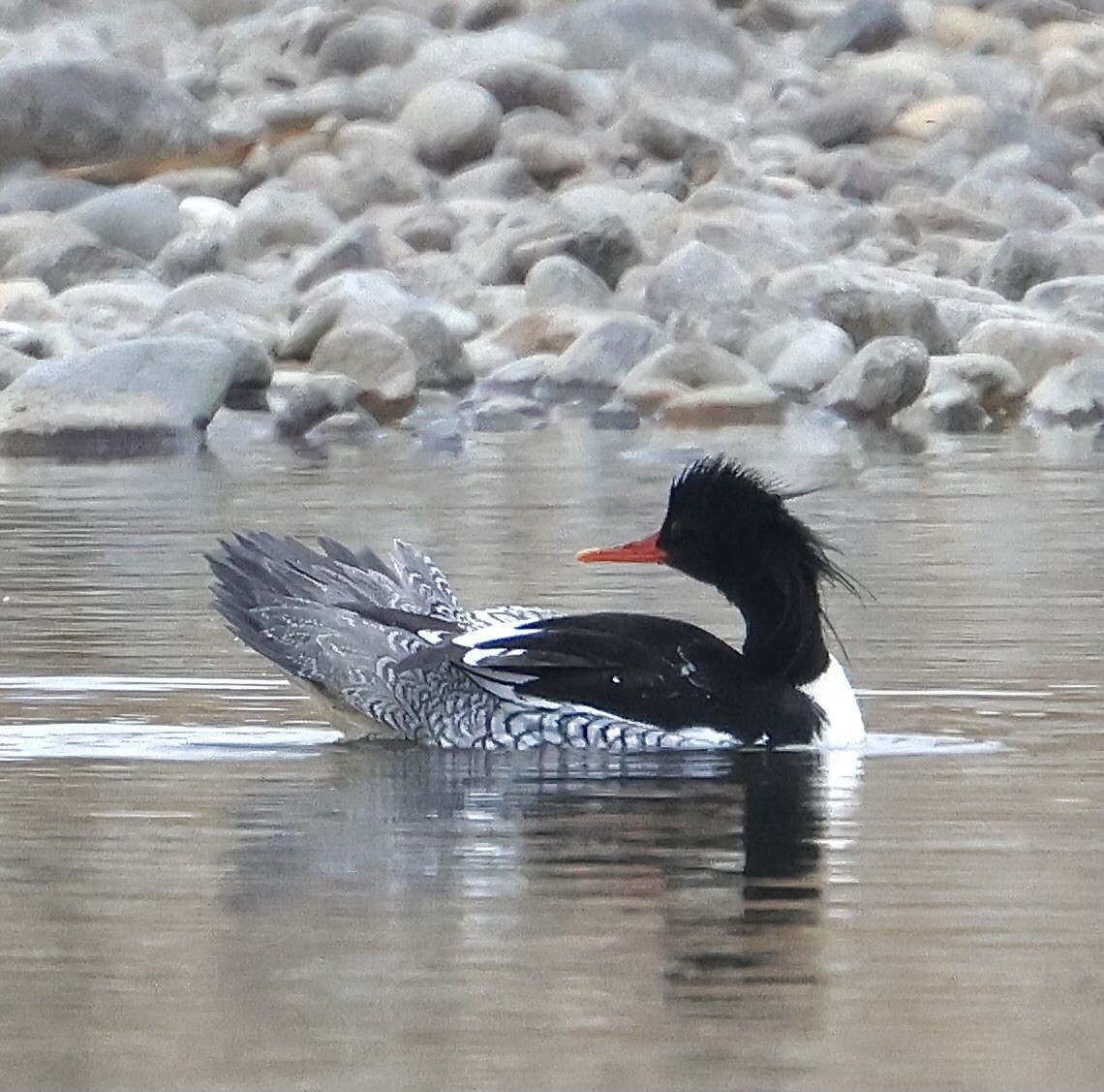 Scaly-sided Merganser - ML614869096