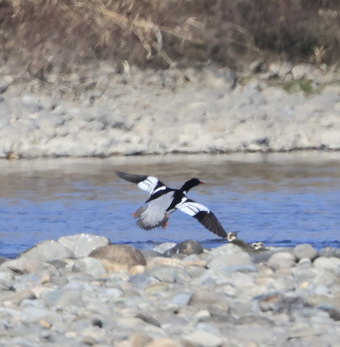 Scaly-sided Merganser - ML614869100
