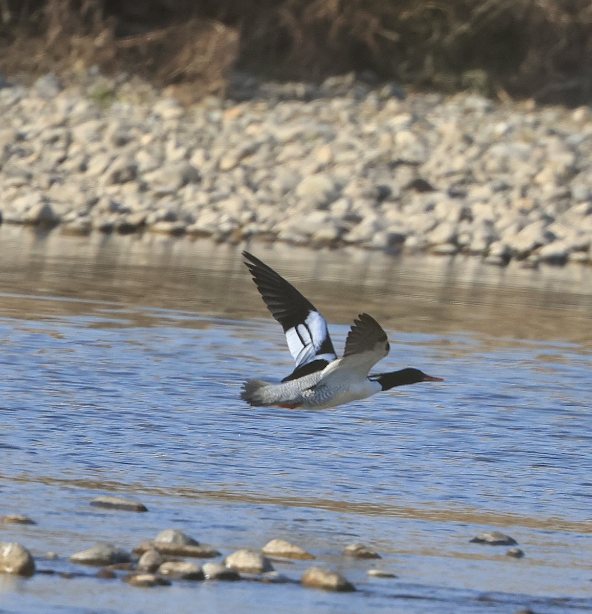 Scaly-sided Merganser - ML614869101