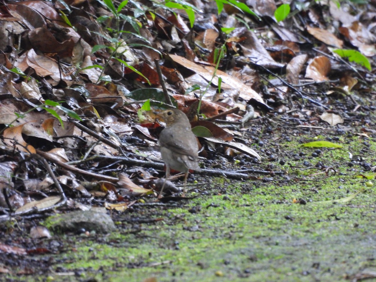 Swainson's Thrush - ML614869142