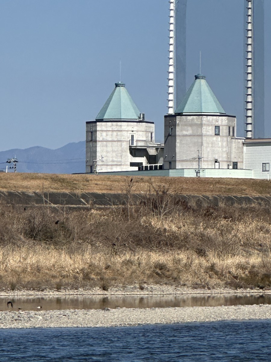 Scaly-sided Merganser - ML614869143