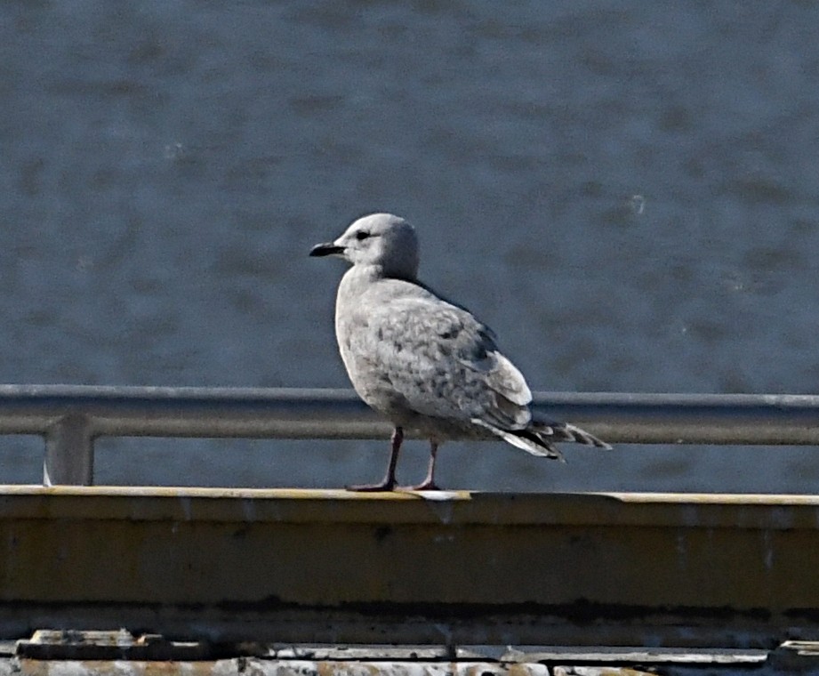 Iceland Gull - ML614869186