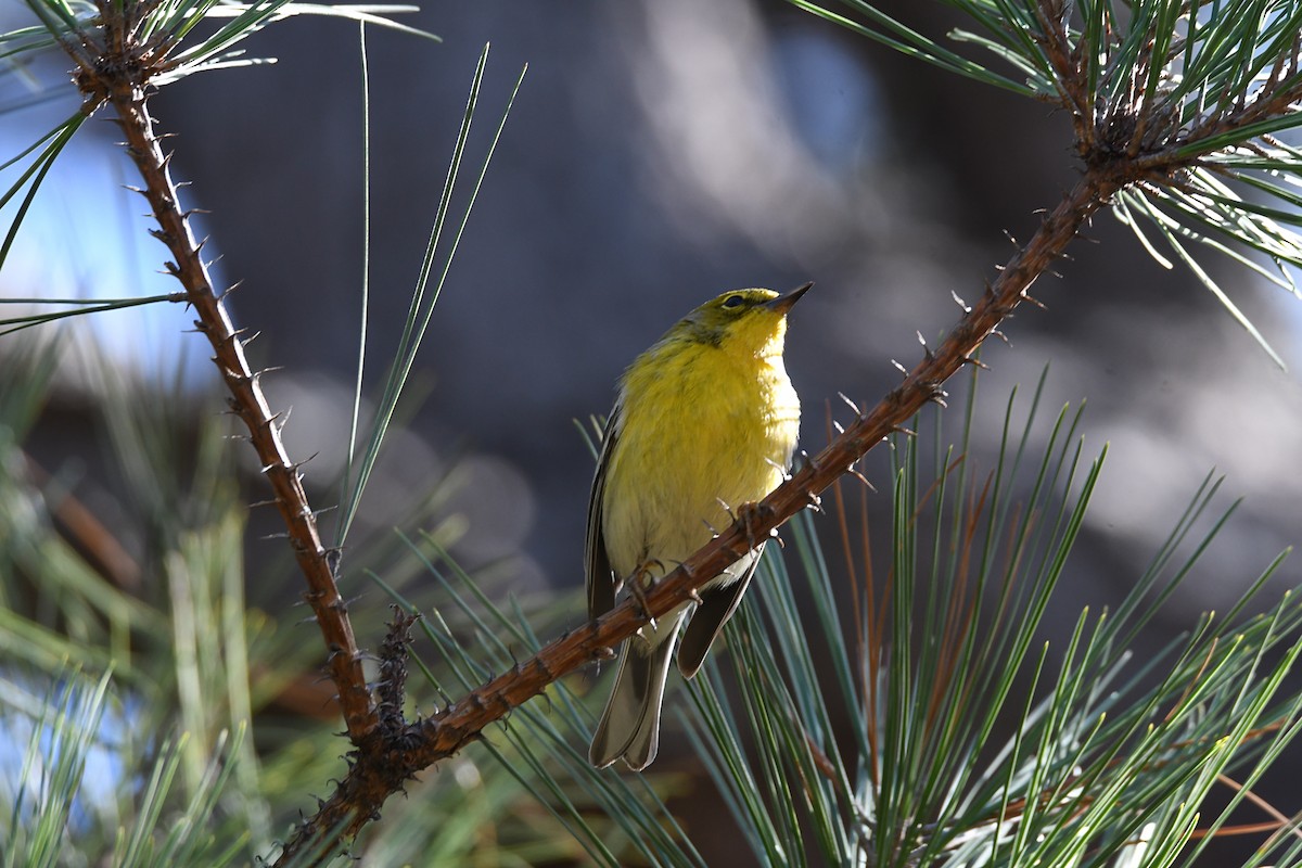 Pine Warbler - ML614869215