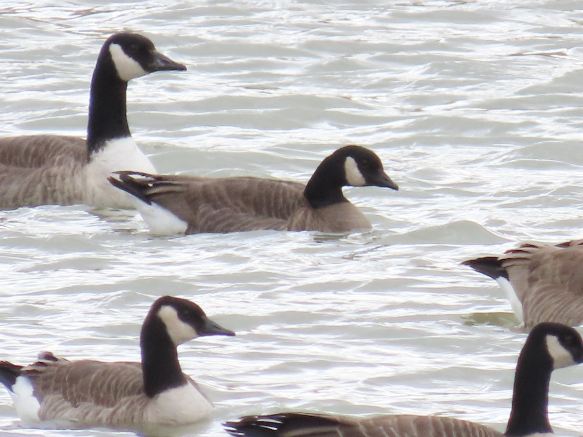 Cackling Goose (Taverner's) - ML614869240