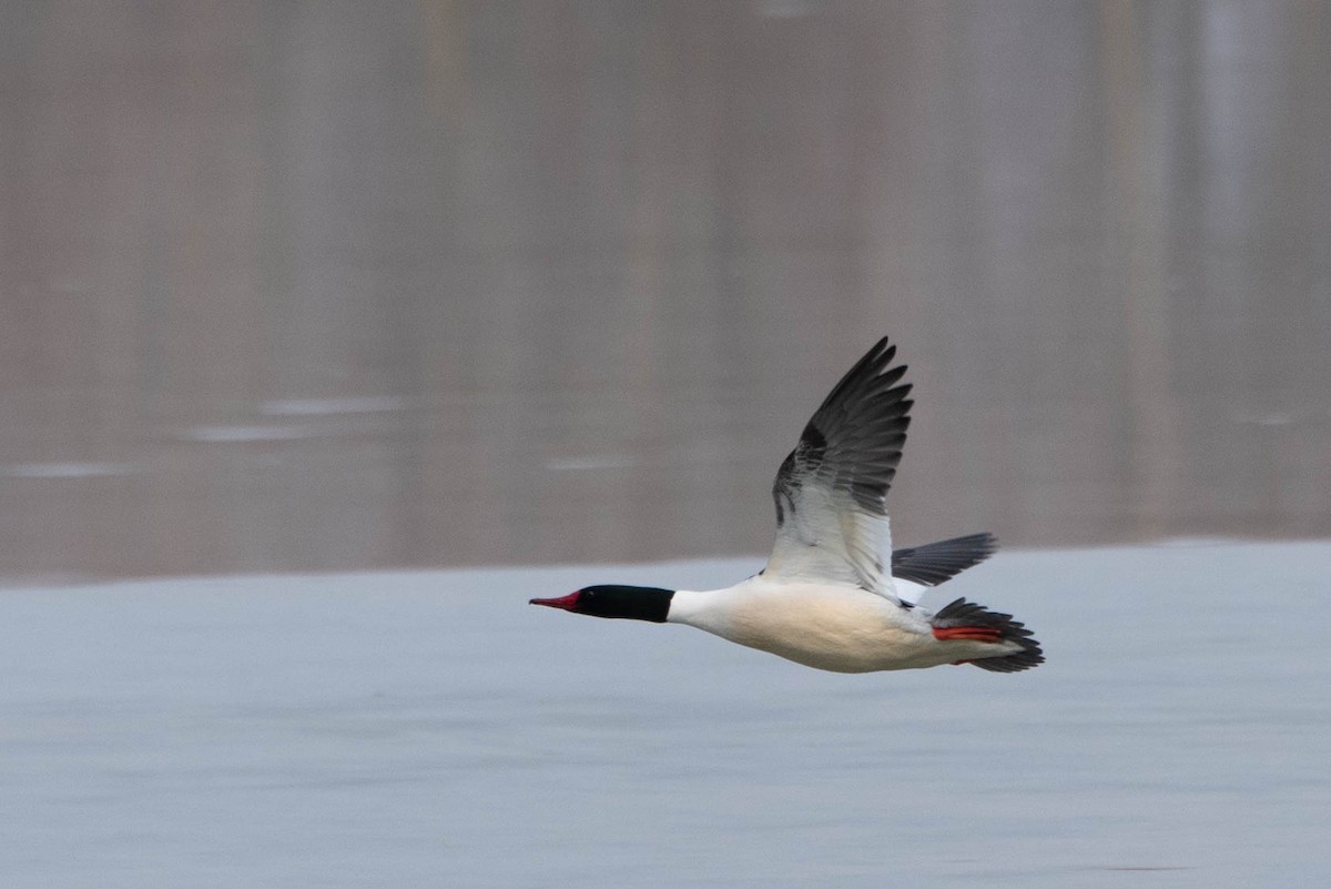 Common Merganser - ML614869262